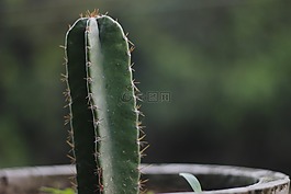 仙人掌,nagfani,花椒梨