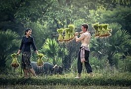 寵物,高爾夫球,隨著增長(zhǎng)。