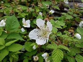 白,鮮花,小