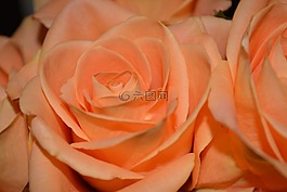 野花,花,玫瑰