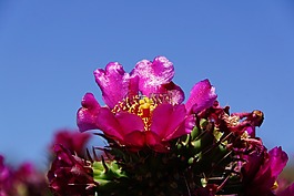 沙漠,仙人掌,花