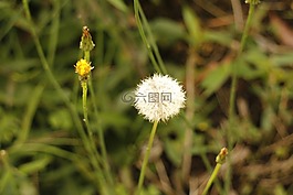 植物,性質(zhì),花