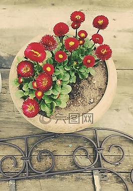 春,鮮花,性質(zhì)