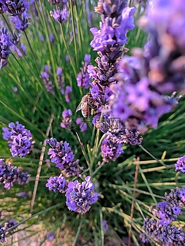 薰衣草,蜜蜂,花