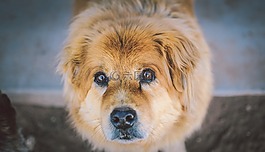 動物,狗,可愛
