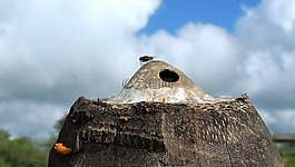 飛,性質(zhì),戶外活動