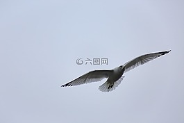 鷗,海鷗,鳥