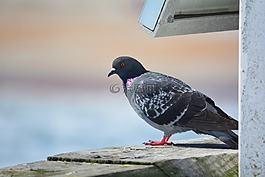 鳥,碼頭,海