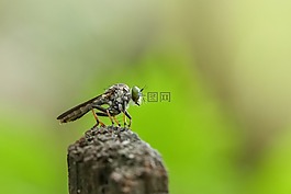 robberfly,昆蟲,特寫