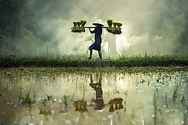 寵物,高爾夫球,隨著增長(zhǎng)。