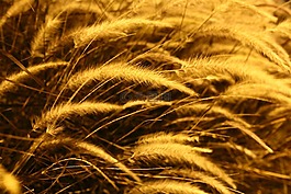 夜,植物區(qū)系,自然