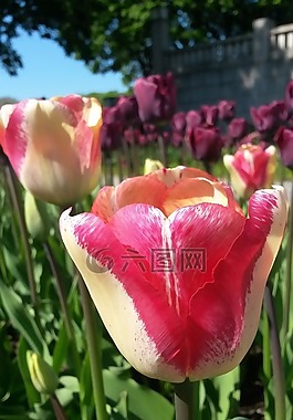郁金香,tulpenbluete,春天