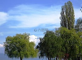 心情,樹(shù)木,銀行