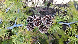 松樹,松塔,崇禮
