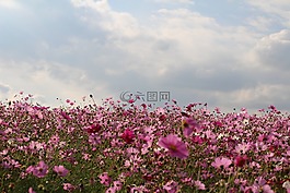 大自然,鮮花,植物
