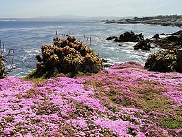 太平洋格羅夫,加利福尼亞州,海