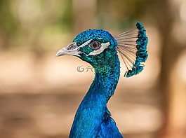 pavo,cristatus,孔雀