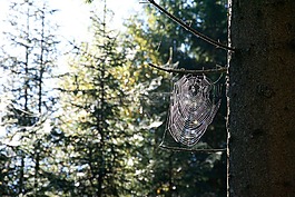 森林,蜘蛛網(wǎng),瑞典