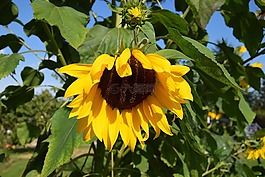 太陽花,廠,黃色