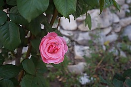 玫瑰,花,植物區(qū)系