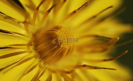 性質(zhì),花,植物