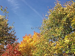 秋季,天空,葉子