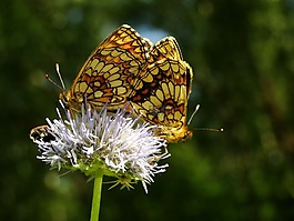 性質(zhì),昆蟲(chóng),蝴蝶的一天