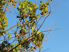 分支機(jī)構(gòu),樹,葉子
