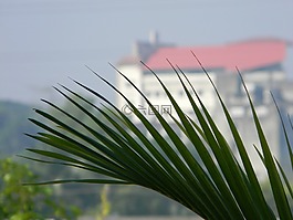 葉子,綠色,葉