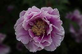 牡丹,花,開花
