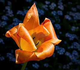 郁金香,花,開花