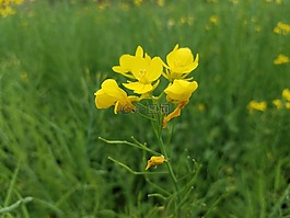 自然,鮮花,草