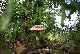 蘑菇,森林,菌絲