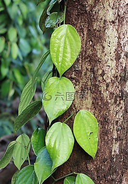 葉,素,胡椒