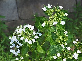 公園,繡球花,日本