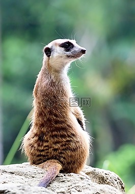 猫鼬,动物园,suricata suricatta