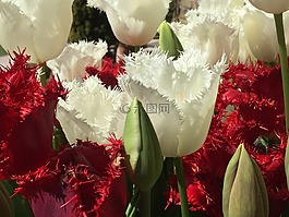 紅色,白,郁金香
