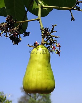 腰果,水果,树