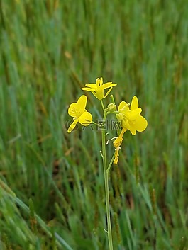 草,花,自然