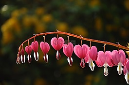 瑪麗的心,dicentra 赤松,花
