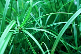 rumput,自然,綠色