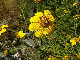 花,黃色,鮮花