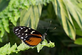 蝴蝶,宏,昆蟲(chóng)