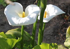 鮮花,香氣,性質