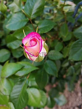 玫瑰,夏季,宏