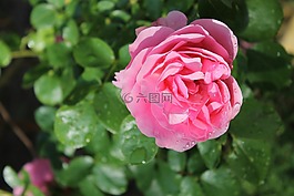 粉色,花,紅玫瑰