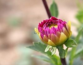 花,植物,自然