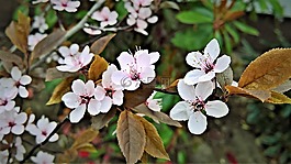 血梅,鮮花,廠