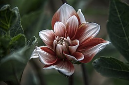 花,植物,自然