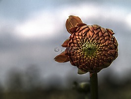 花,植物,自然